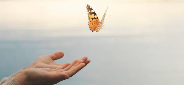 Understanding donation. Two hands reaching into the sky with a butterfly flying over the hands